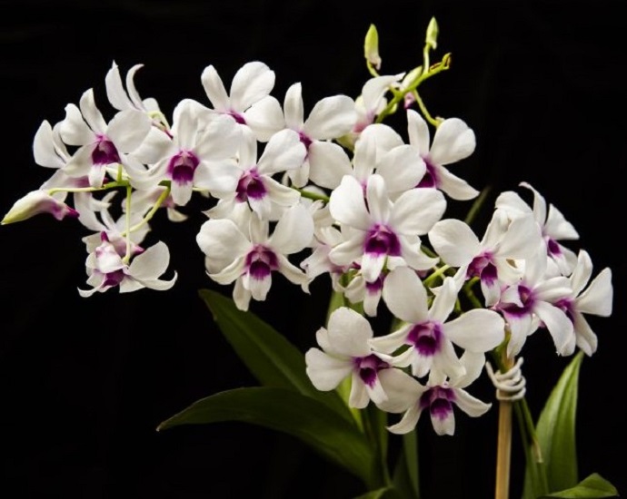 CORES E FLORES: Jales ganha Orquidário Menina Flor que terá feirão de promoções neste sábado