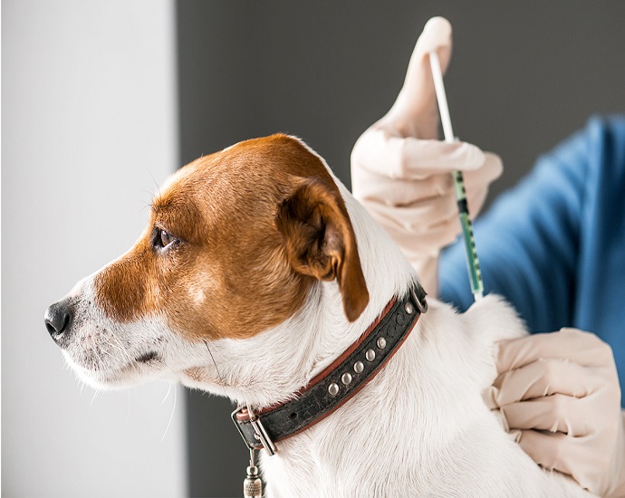 VACINAÇÃO: Prefeitura abre agendamento para Vacinação Antirrábica para cães e gatos